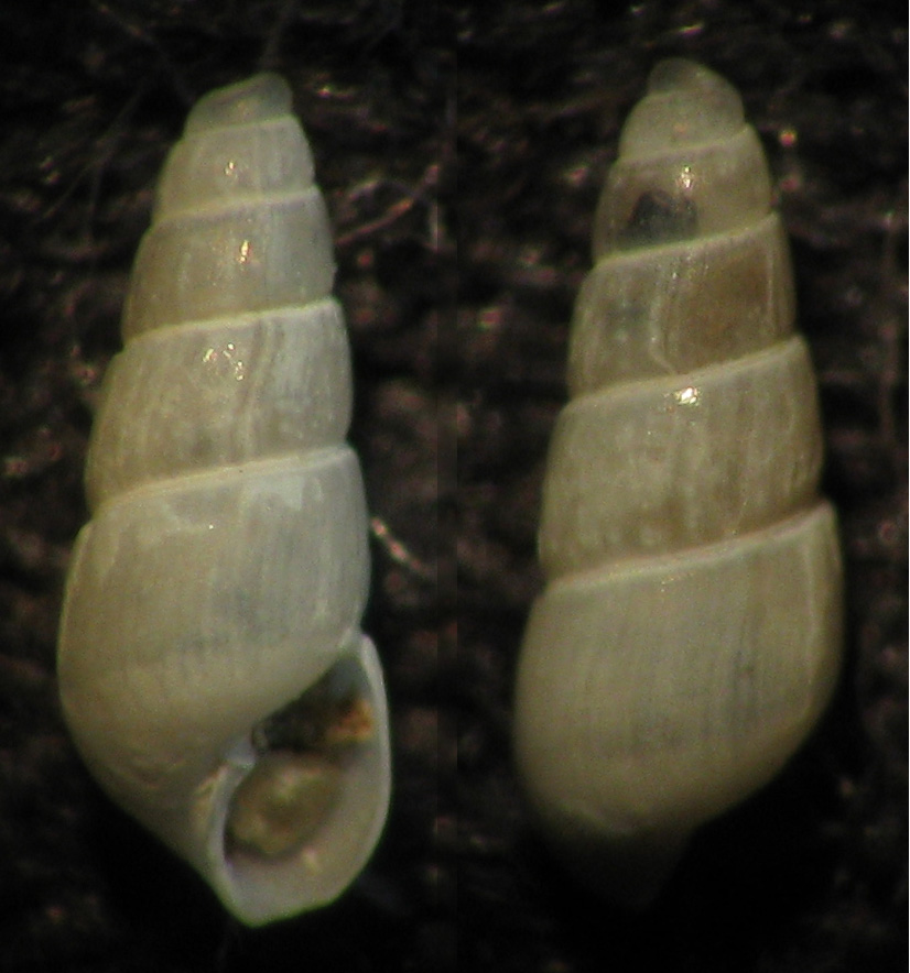 Odostomia